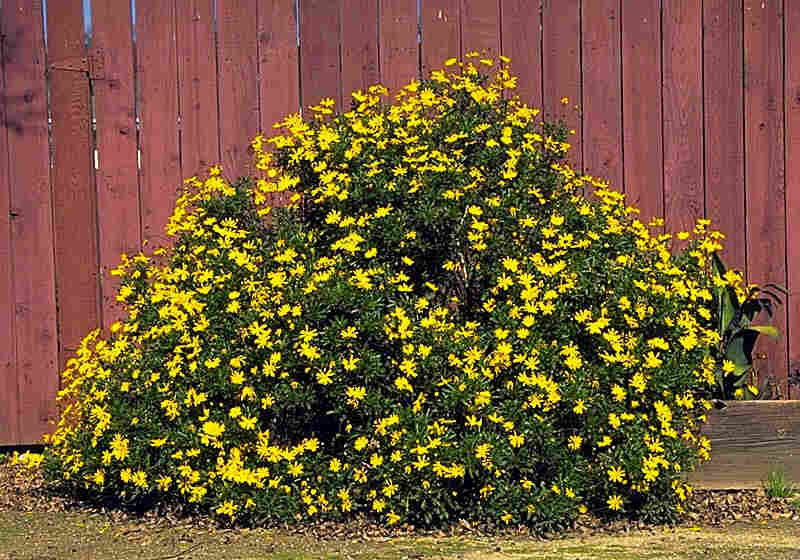 afribush.jpg (63243 bytes)
