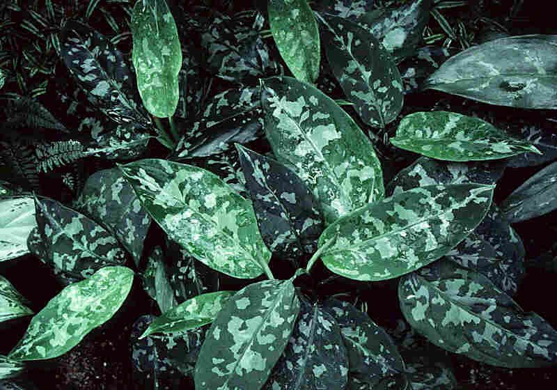 Aglaonema Pictum